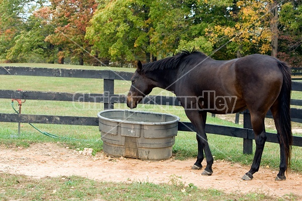 Horse drinking from water trough in paddock
