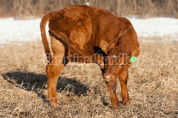 Beef calf