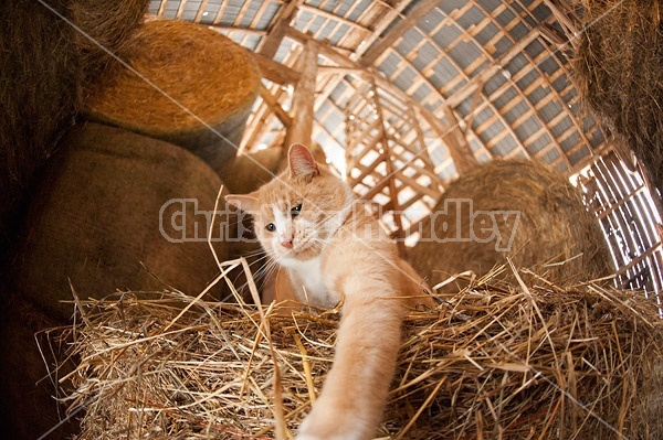 Orange barn cat palying with straw