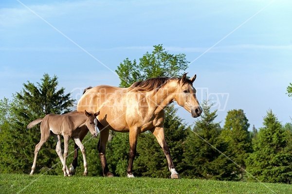 Young Rocky Mountain Horse foal and mare.