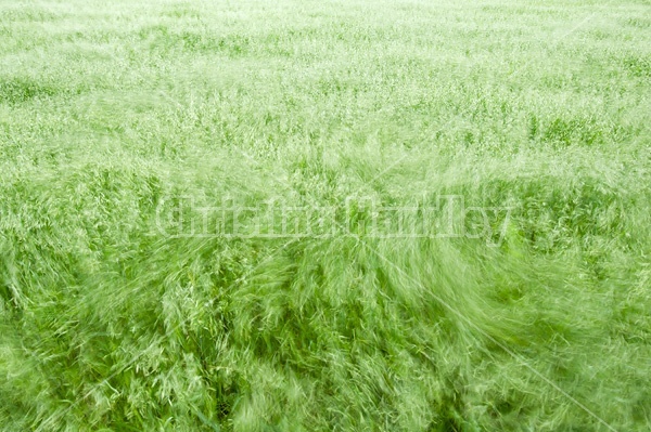 Wind blowing through a field of oats