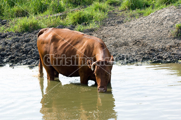 Beef cattle standing in pond drinking water