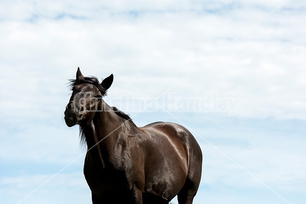 Black Rocky Mountain Horse photographed against big blue sky background