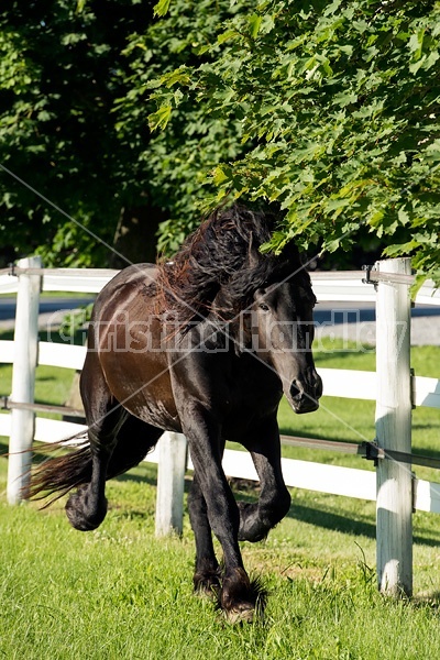 Friesian stallion