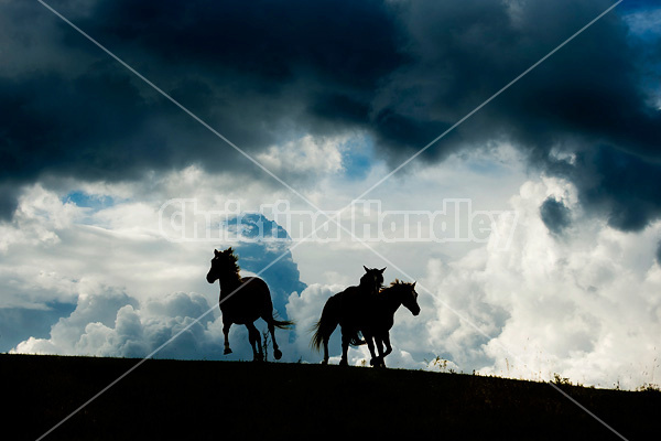 Horses silhouetted against dramatic sky and clouds