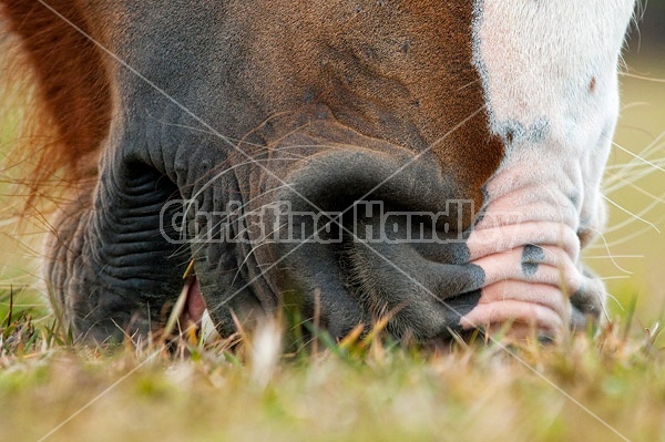 Close-up photo of a horse muzzle