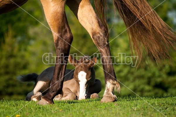 Rocky Mountain horse foal