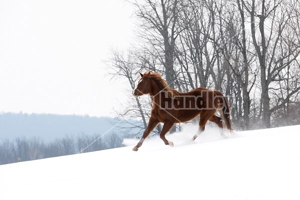 Horse running through snow