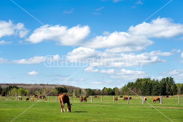 Horses and cows grazing 