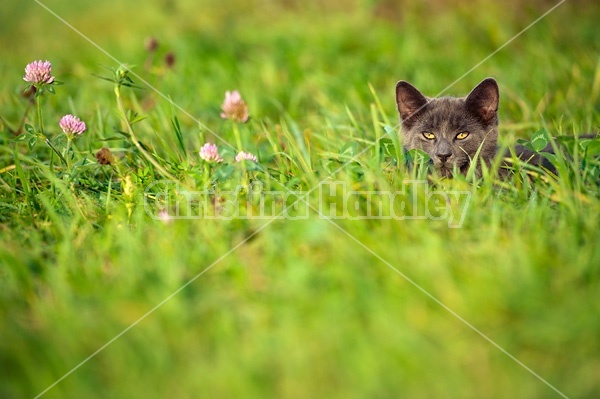 Gray kitten hiding in the tall grass