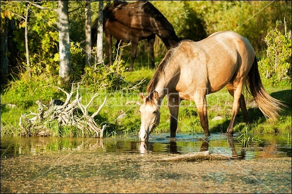 Rocky Mountain Horse