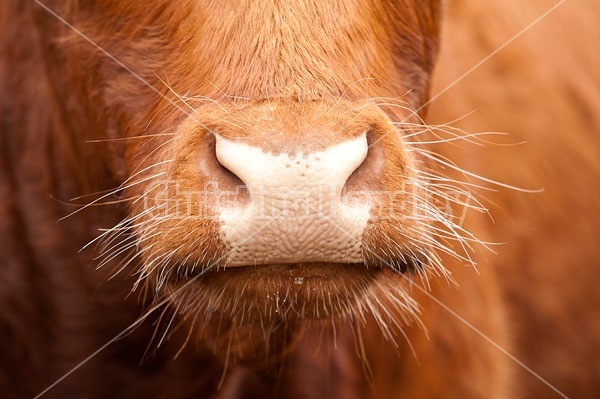Beef Nose