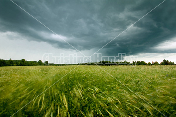 Wheat field