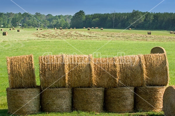 Round bales of hay piled up for winter storage