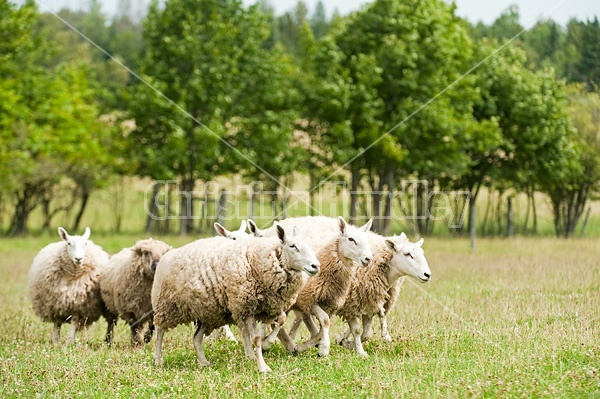 Sheep on summer pasture.