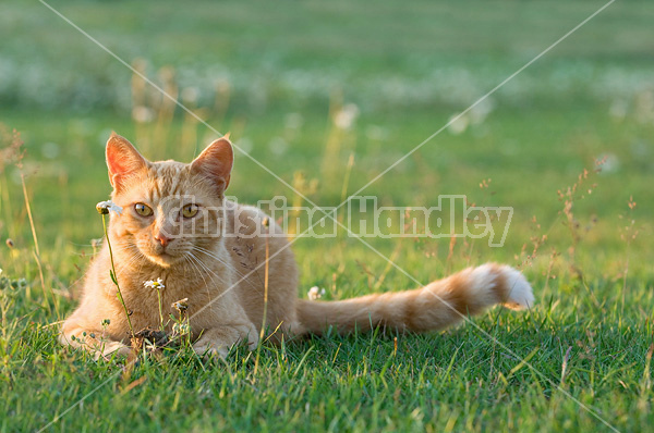 Orange barn cat outside in grass