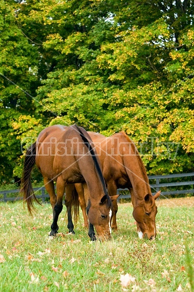 Two horses grazing on autumn pasture