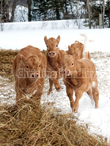 Young Charolais Beef Calves