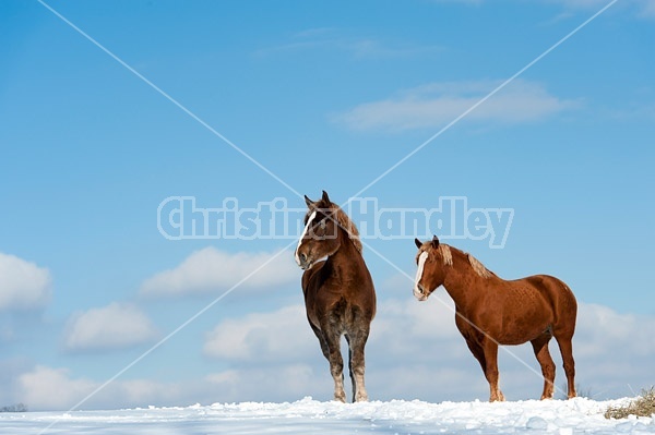 Belgian draft horses photographed against a blue sky