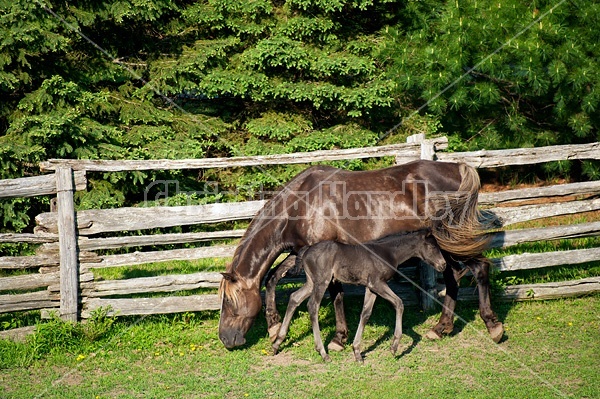 Young Rocky Mountain Horse foal and mare.