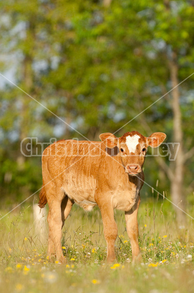 Baby beef calf