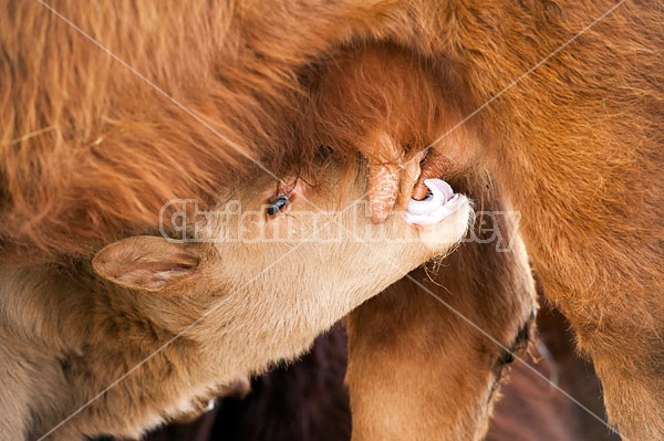 Beef Calf Suckling