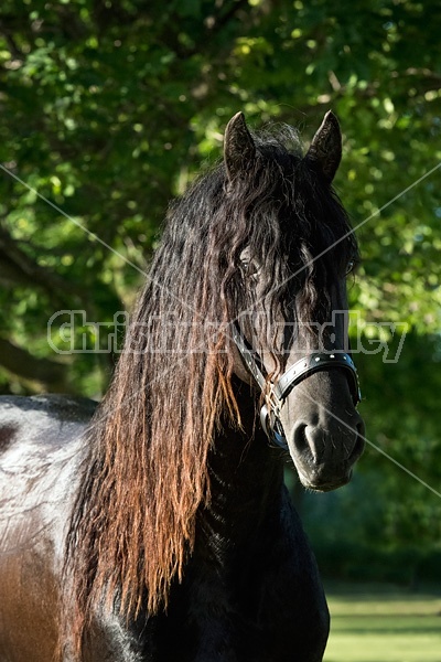 Friesian stallion