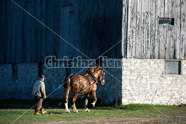 Man driving Belgian draft horse