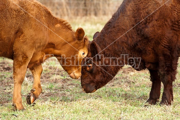 Young Saler Bull and Heifer