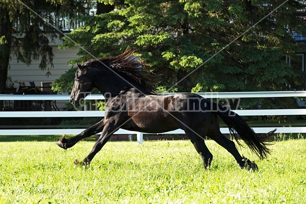 Friesian stallion