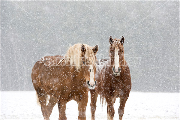 Two Belgian draft horses