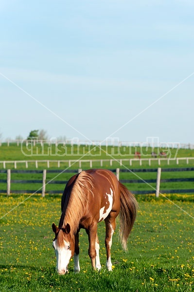 quarter horse on summer pasture