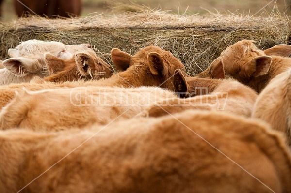 Charolais cross beef calves