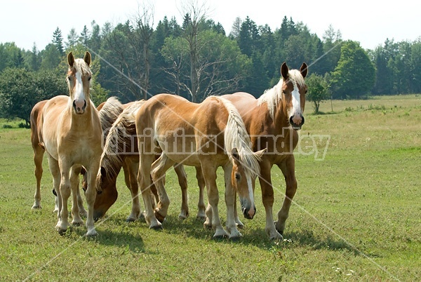 A group of Belgian yearlings on summer pasture. 