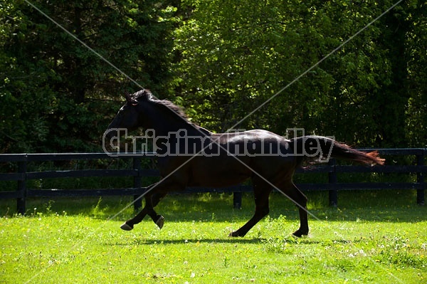 Hanoverian horse gelding