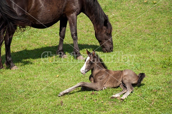 Rocky Mountain horse mare and foal