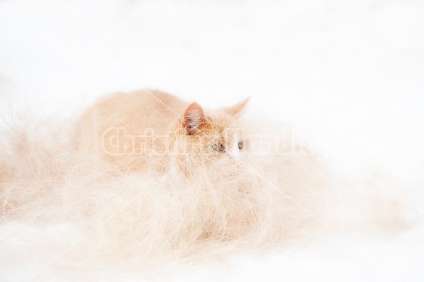 Orange barn cat sitting in a pile of horse hair