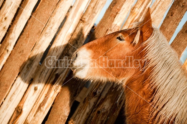 Yearling Belgian draft horse standing in front of a wind break fence