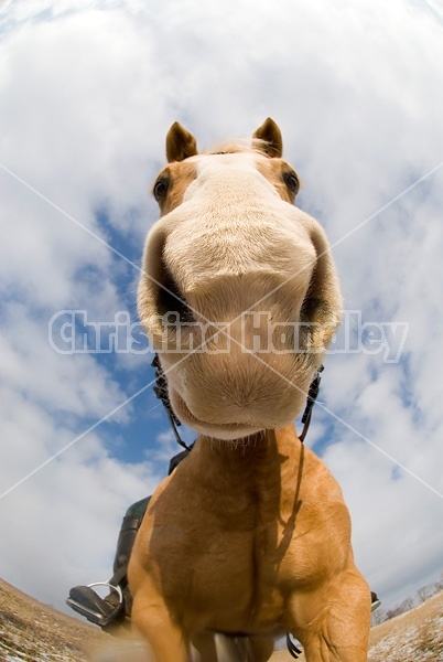 Distorted equine portrait