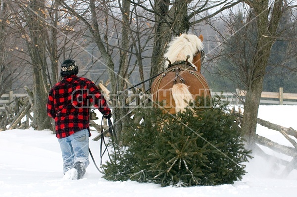 Man driving a Belgian stallion pulling a Christmas tree.