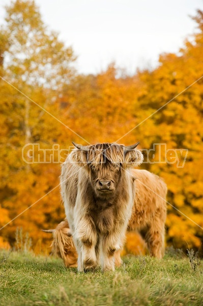 Yearling Highland Cattle on autumn pasture