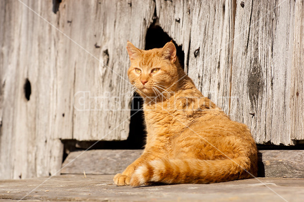 Orange barn cat