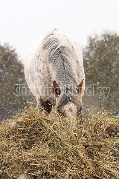 Appaloosa Horse