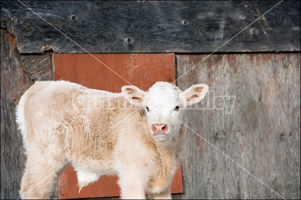 Young Charolais bull calf