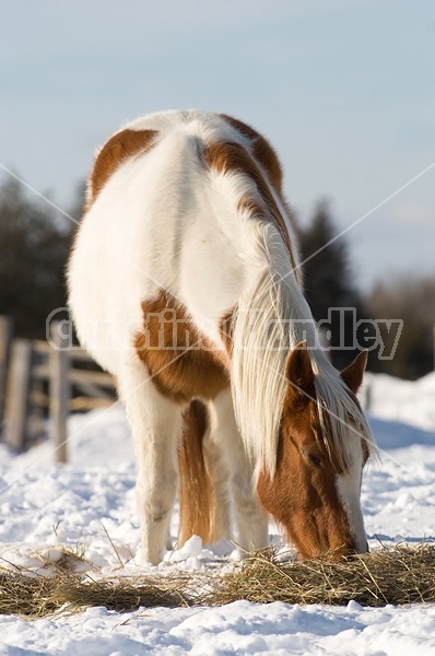 Paint horse eating hay outside in the winter off the snow.