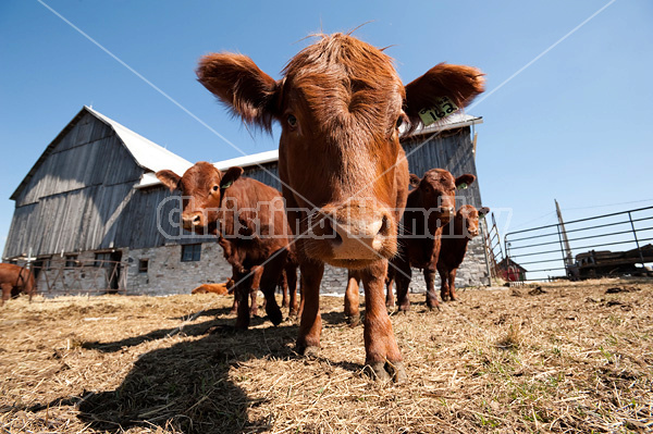 Wide angle photo of a herd of beef cattle