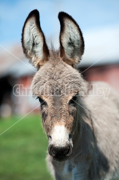 Portrait of a donkey