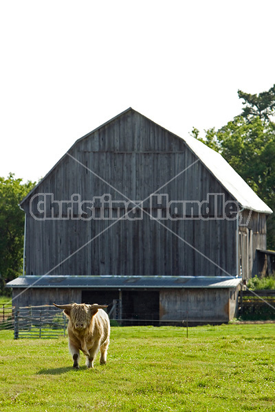 Highland cows