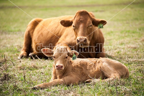 Charolais cross cow and calf