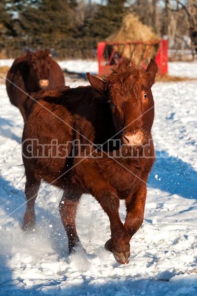 Crazy Cow Running